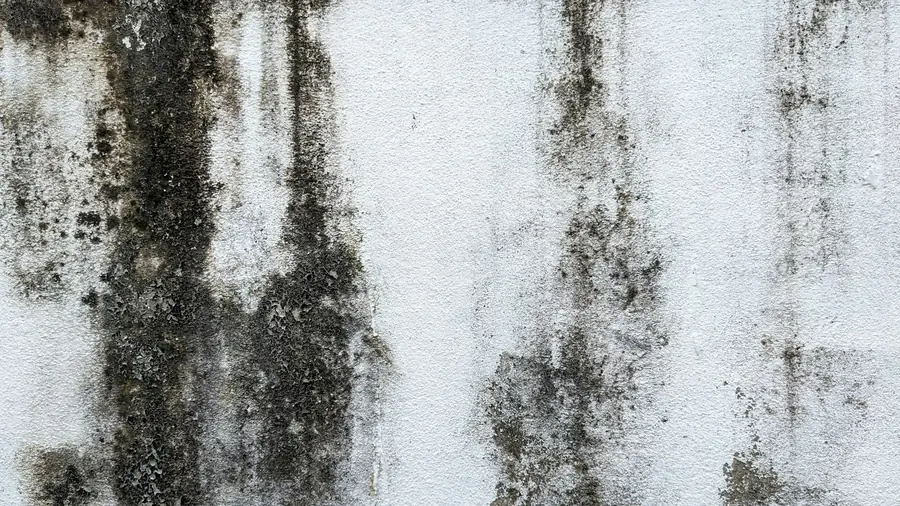 Dark mold spreading across a painted wall